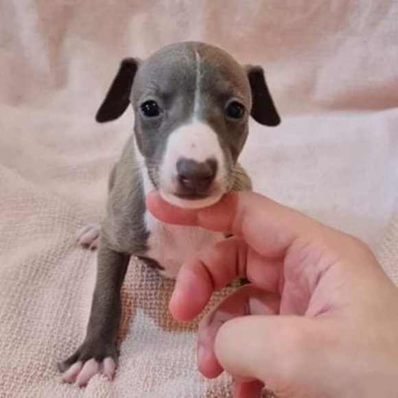 Meet your Posher, Nick - Picture 1 of 1